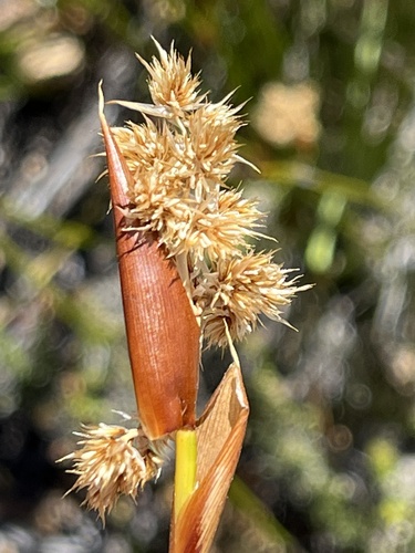 Ceratocaryum xerophilum (Ceratocaryum xerophilum)
