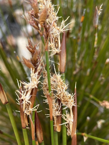 Ceratocaryum xerophilum (Ceratocaryum xerophilum)