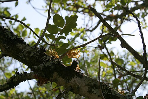 Carob tree: Carob Ceratonia siliqua in Cádiz, Spain.
