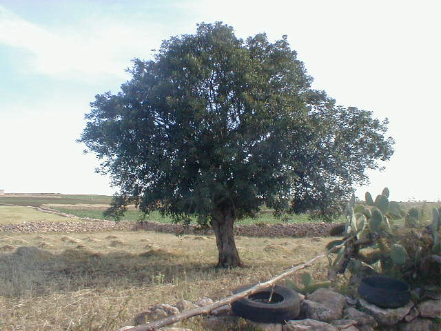 Carob tree: ombion do caroubî .