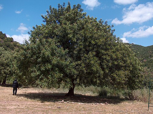 Carob tree (Ceratonia siliqua)