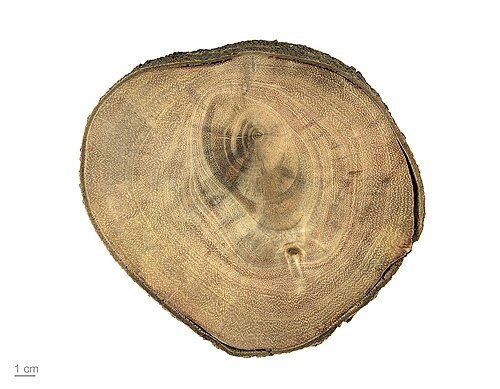 Carob tree: Ceratonia siliqua , wood