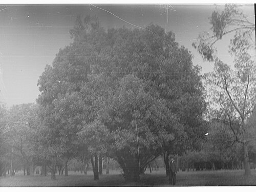 Carob tree (Ceratonia siliqua)