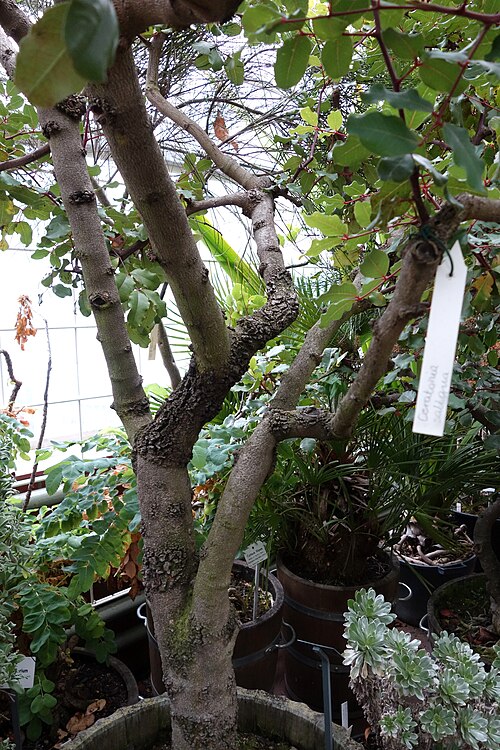 Carob tree: Botanical specimen in the Botanischer Garten, Dresden, Germany.
