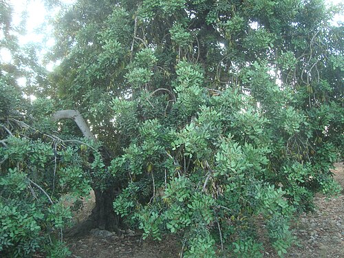 Carob tree: La algarroba es el fruto del algarrobo, Ceratonia Siliqua L., es un árbol frutal originario de la cuenca del mediterráneo.