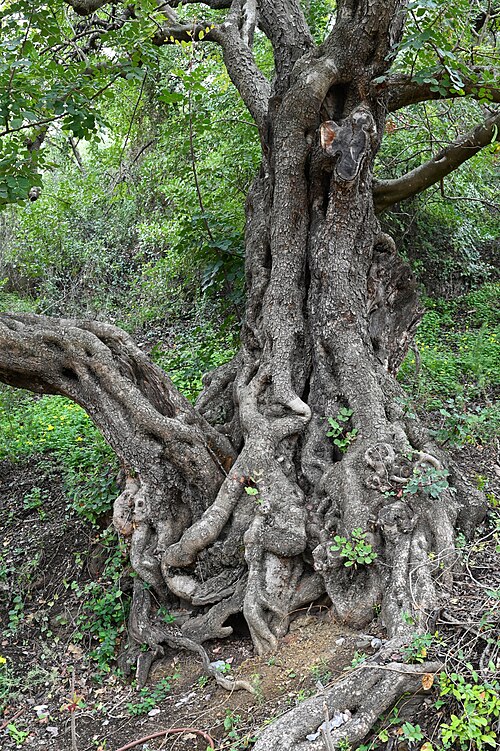 Carob tree: Ceratonia siliqua in Jardín Botánico La Concepción, Malaga