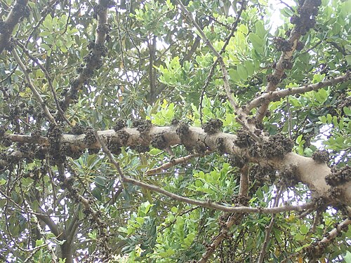 Carob tree: Ceratonia siliqua, Sydney Botanic Gardens