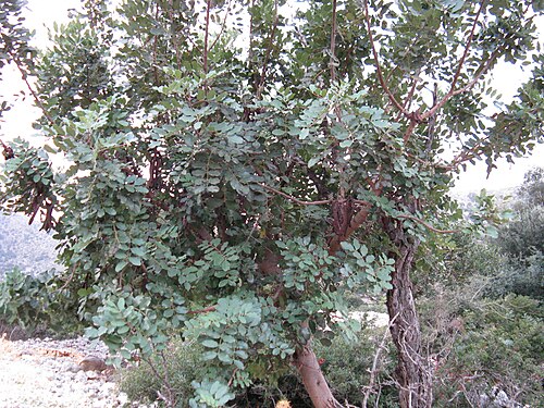 Carob tree: Vlychada, Crete