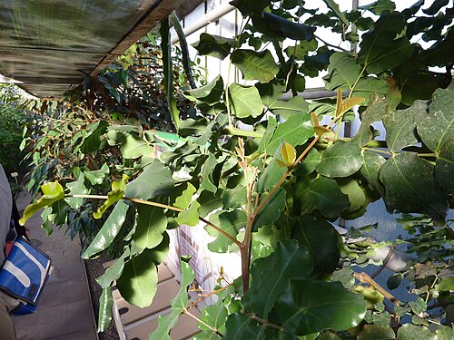 Carob tree: Ceratonia siliqua growing in the greenhouse of the Deutsches Institut für tropische und subtropische Landwirtschaft, Witzenhausen, Germany