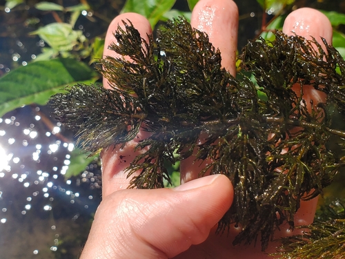 Coon's tail (Ceratophyllum demersum)