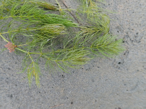 Coon's tail (Ceratophyllum demersum)
