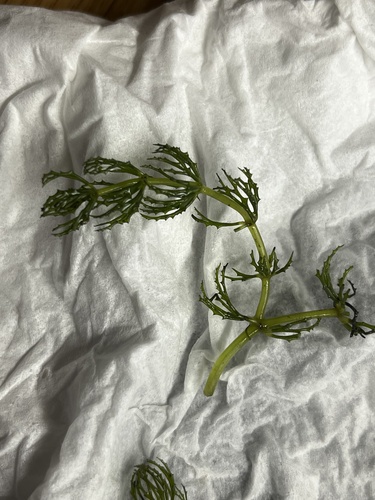 Coon's tail (Ceratophyllum demersum)