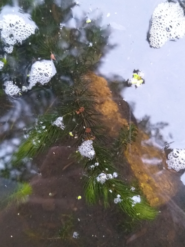 Coon's tail (Ceratophyllum demersum)