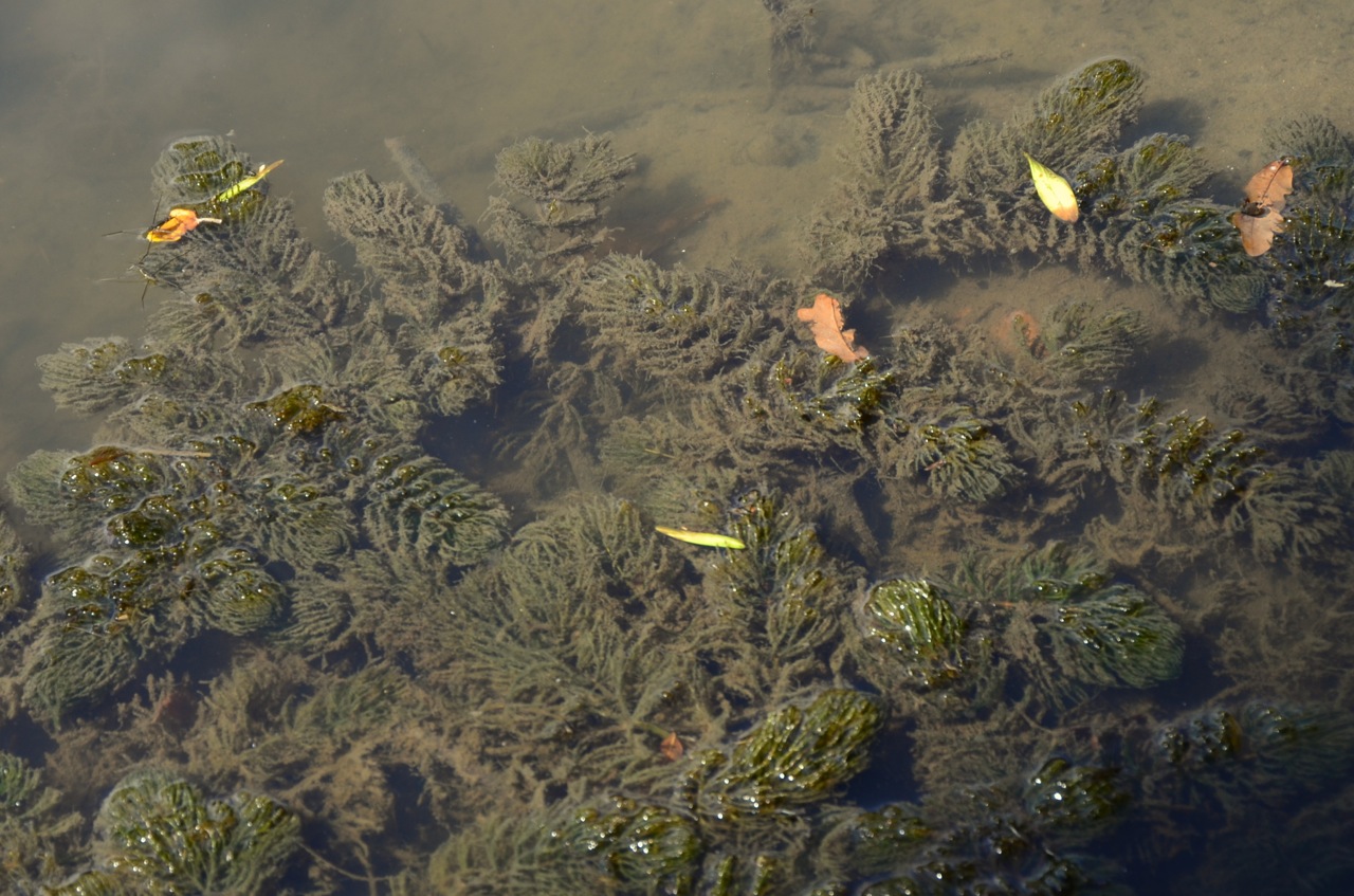 Coon's tail: Ceratophyllum demersum