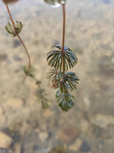 Coon's tail (Ceratophyllum demersum)