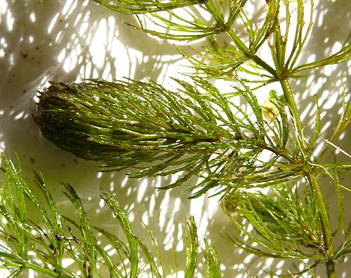 Coon's tail: Ceratophyllum demersum , Schwäbisch-Fränkische Waldberge, Germany
