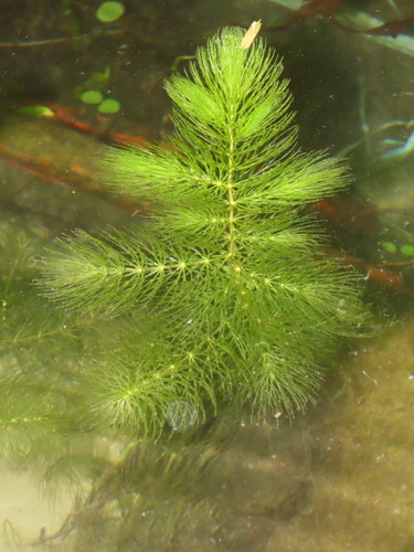 Coon's tail (Ceratophyllum demersum)
