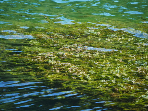 Coon's tail (Ceratophyllum demersum)
