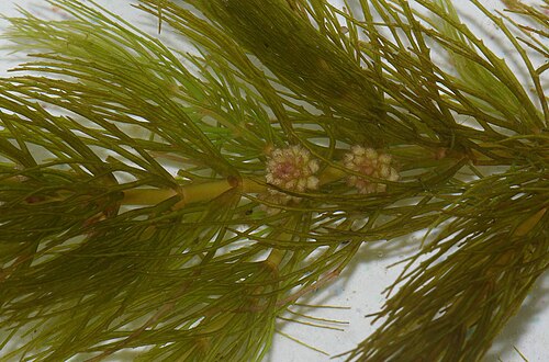 Coon's tail: Ceratophyllum demersum with male flowers, which can be seen quite rarely.