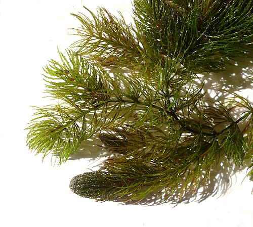 Coon's tail: Ceratophyllum demersum , Schwäbisch-Fränkische Waldberge, Germany