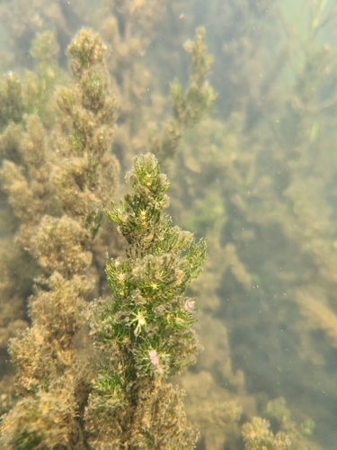 Coon's tail (Ceratophyllum demersum)