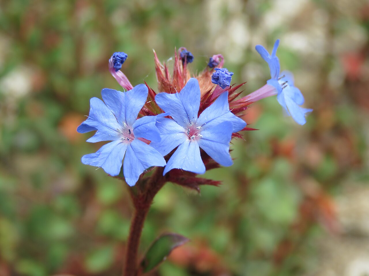 Ceratostigma griffithii: Photos from Bhutan and Siliguri during LGFC - Bhutan 2019