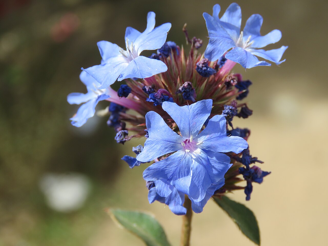 Ceratostigma griffithii: Photos from Bhutan and Siliguri during LGFC - Bhutan 2019
