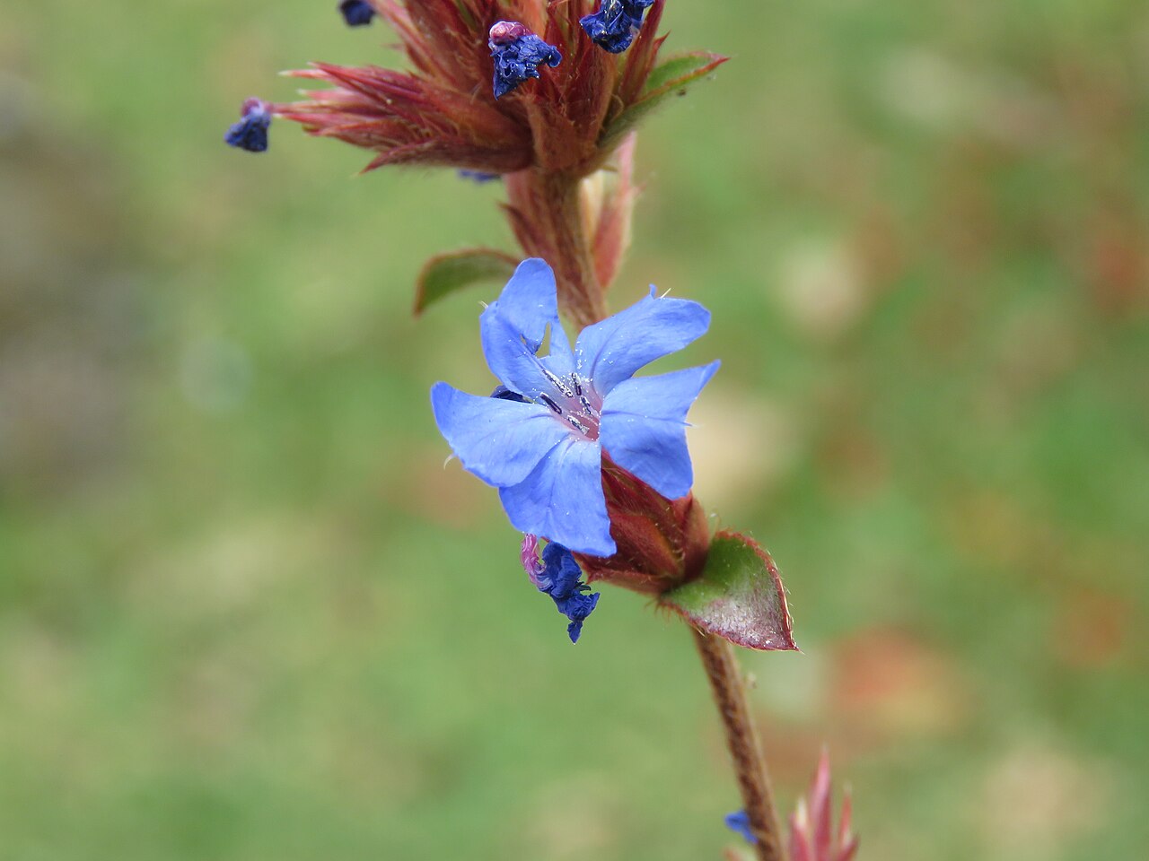 Ceratostigma griffithii: Photos from Bhutan and Siliguri during LGFC - Bhutan 2019