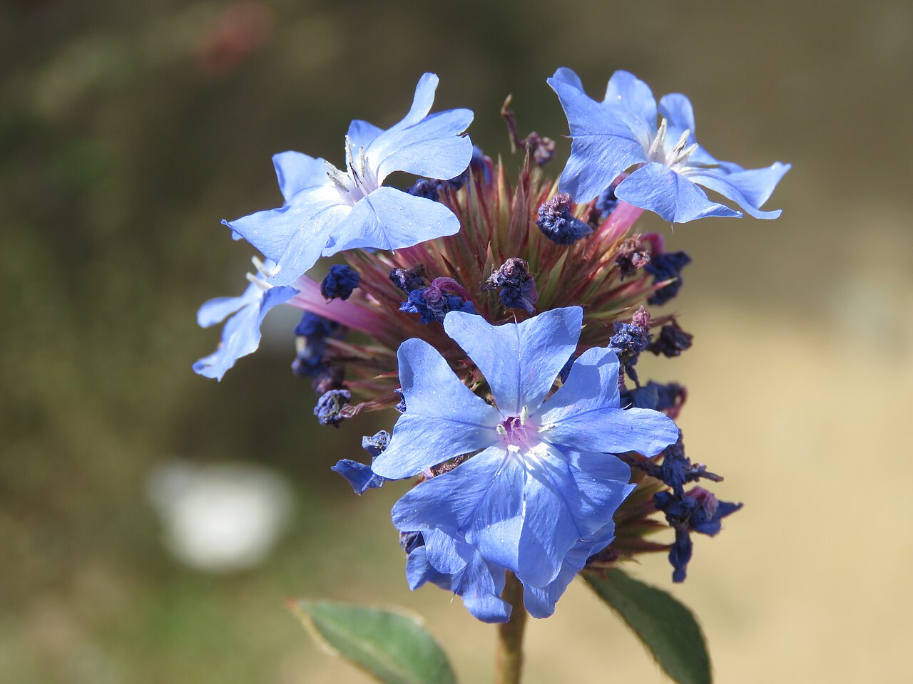 Ceratostigma griffithii: Photos from Bhutan and Siliguri during LGFC - Bhutan 2019