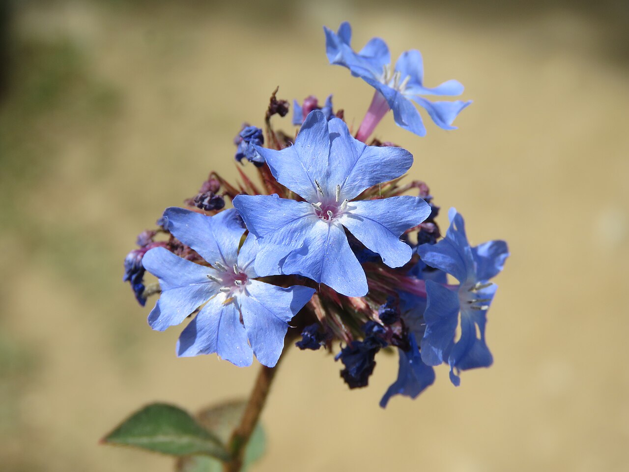 Ceratostigma griffithii: Photos from Bhutan and Siliguri during LGFC - Bhutan 2019