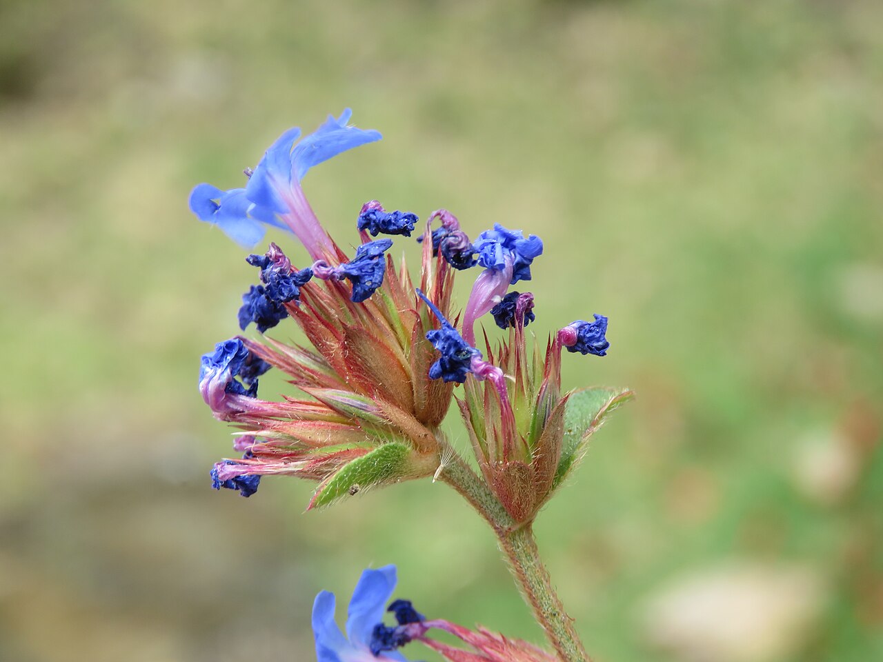 Ceratostigma griffithii: Photos from Bhutan and Siliguri during LGFC - Bhutan 2019