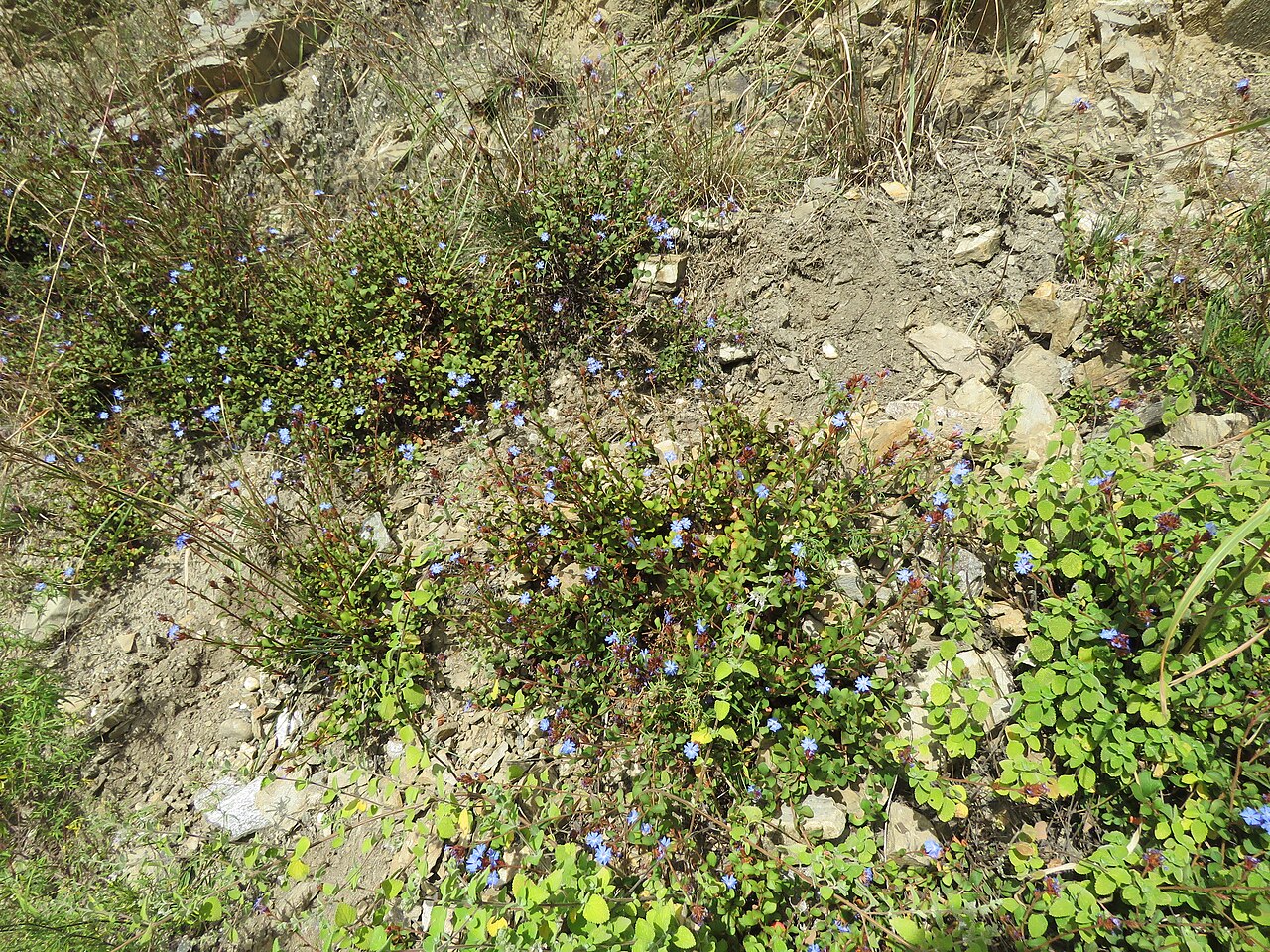 Ceratostigma griffithii: Photos from Bhutan and Siliguri during LGFC - Bhutan 2019