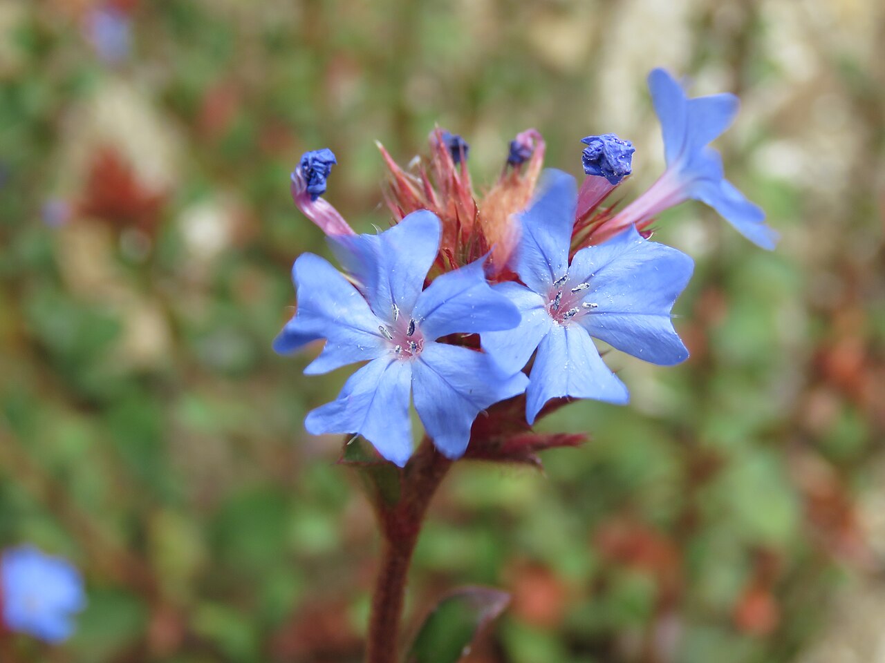 Ceratostigma griffithii: Photos from Bhutan and Siliguri during LGFC - Bhutan 2019