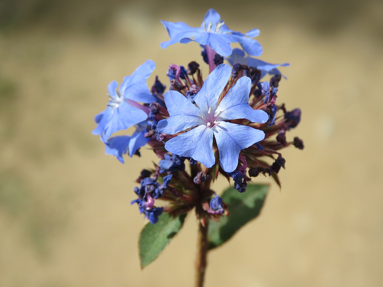 Ceratostigma griffithii: Photos from Bhutan and Siliguri during LGFC - Bhutan 2019