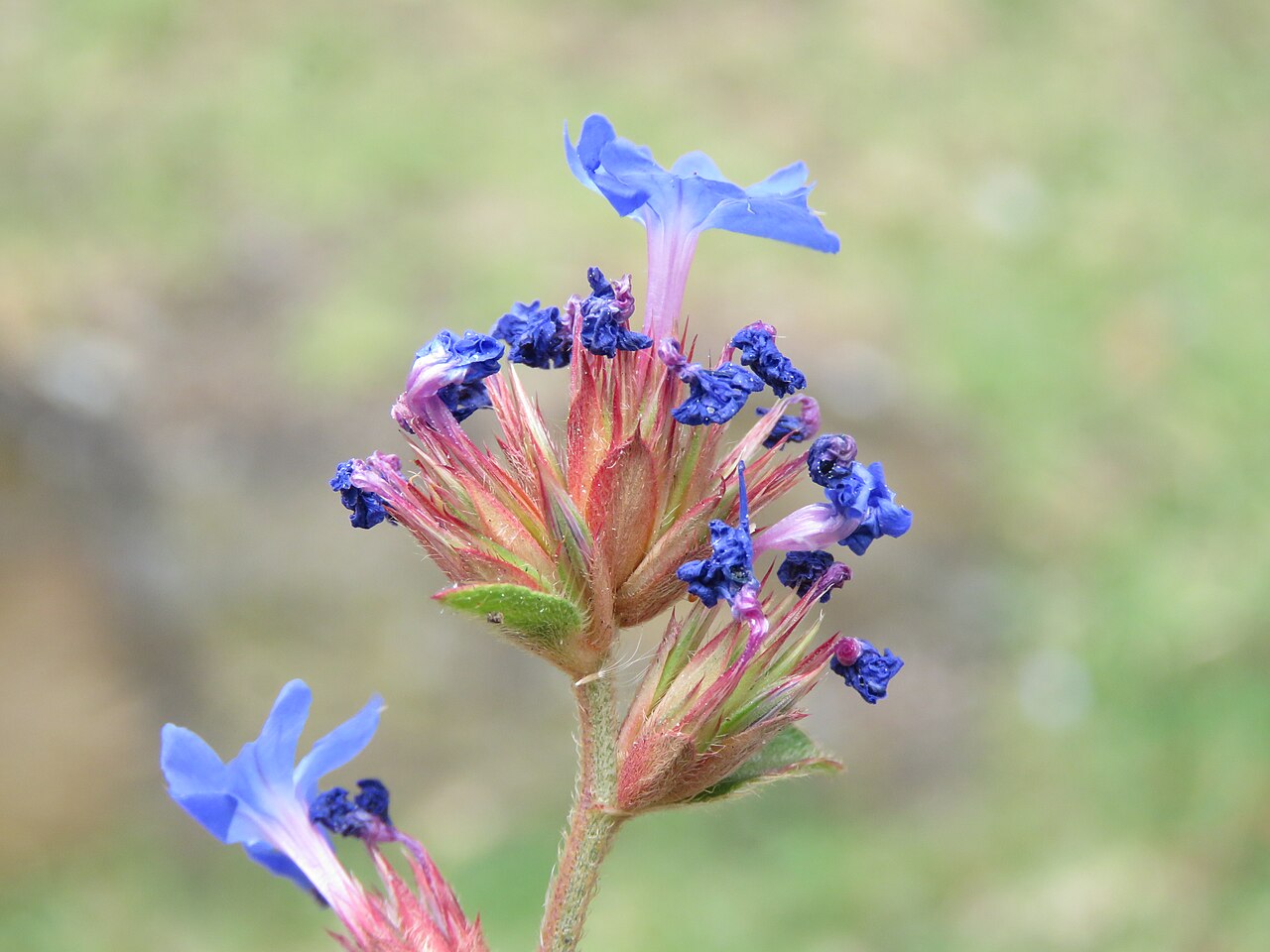 Ceratostigma griffithii: Photos from Bhutan and Siliguri during LGFC - Bhutan 2019