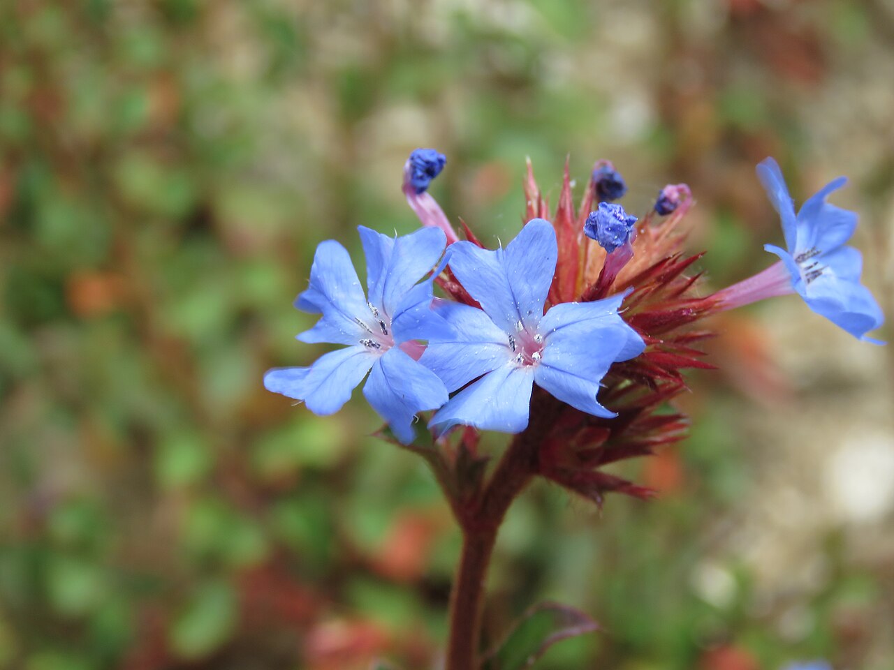 Ceratostigma griffithii: Photos from Bhutan and Siliguri during LGFC - Bhutan 2019