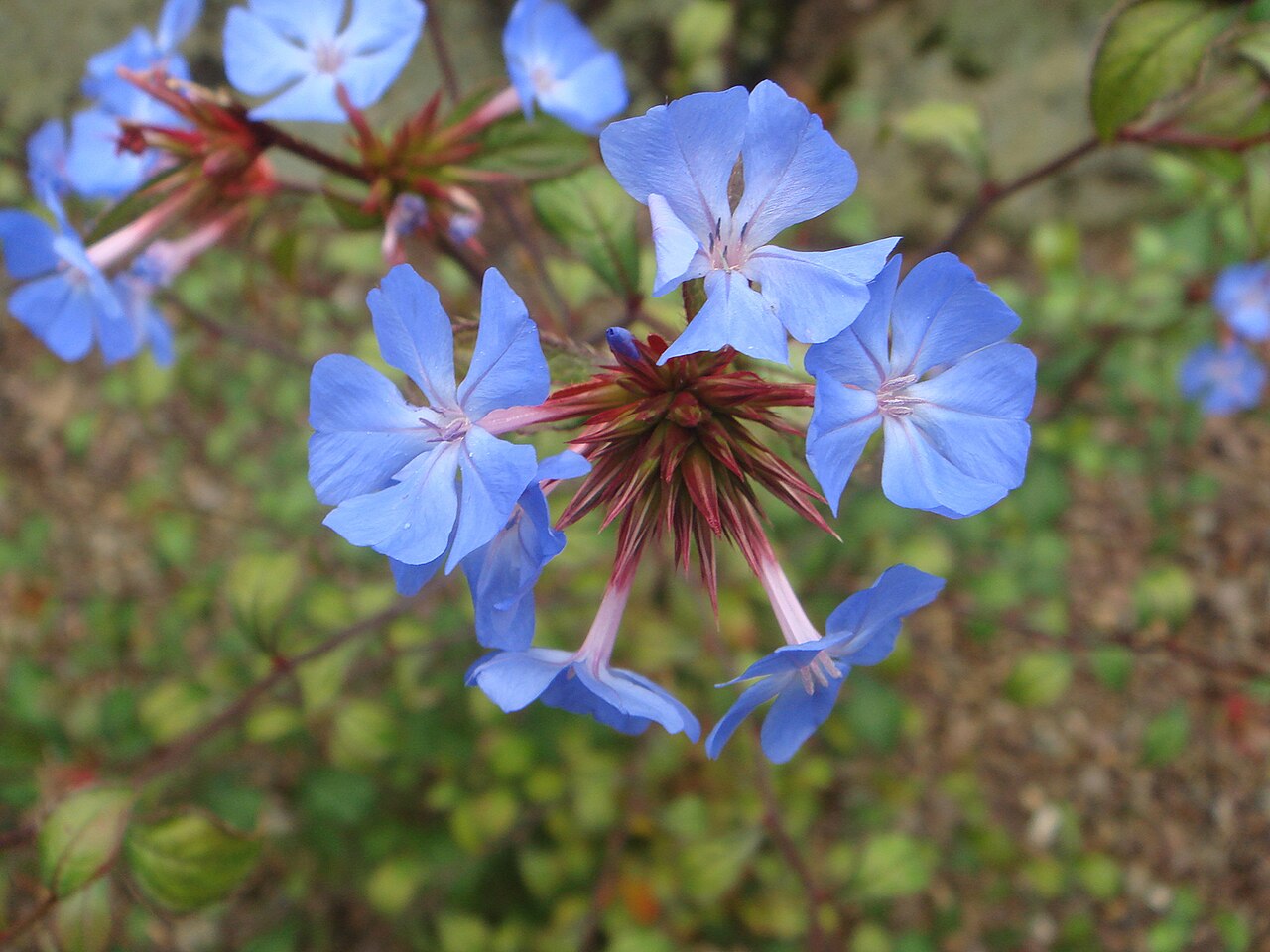 Ceratostigma minus: ( Ceratostigma minus ) , Royal Botanic Garden Edinburgh, Scotland