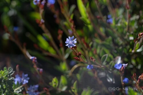 Ceratostigma minus (Ceratostigma minus)