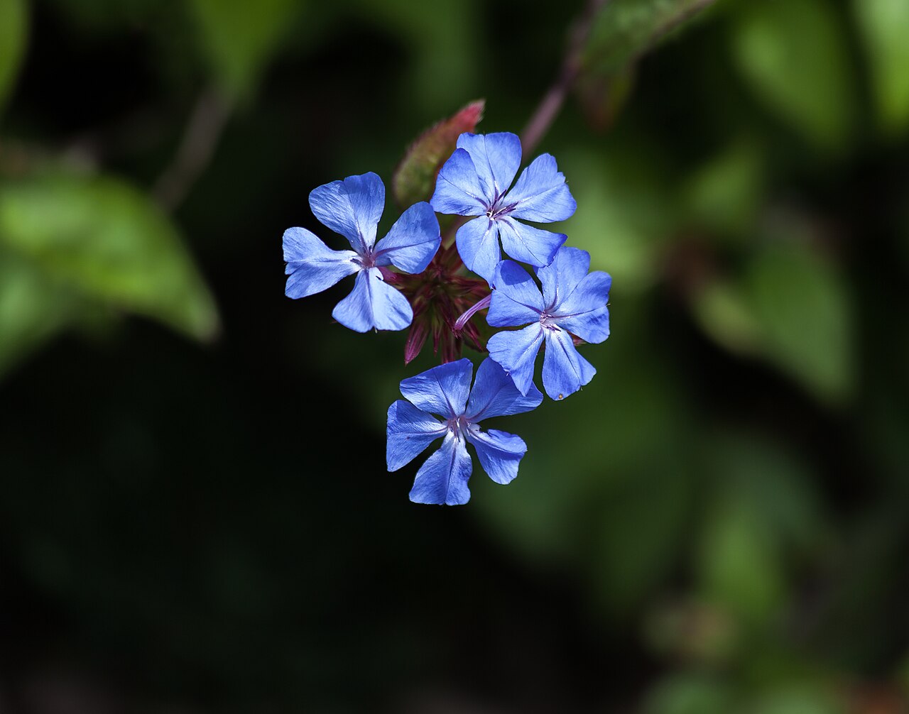 Ceratostigma minus: Ceratostigma minus Stapf ex Prain at the Royal Botanic Garden Edinburgh . Royal Botanic Garden Edinburgh: Accession number 1992.1160 C