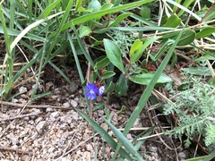 Ceratostigma minus (Ceratostigma minus)
