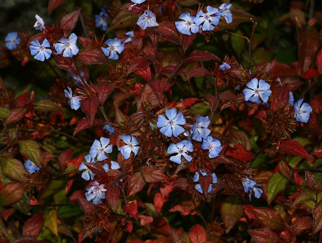 Ceratostigma minus: Royal Botanic Garden Edinburgh: Accession number 1992.1160 C