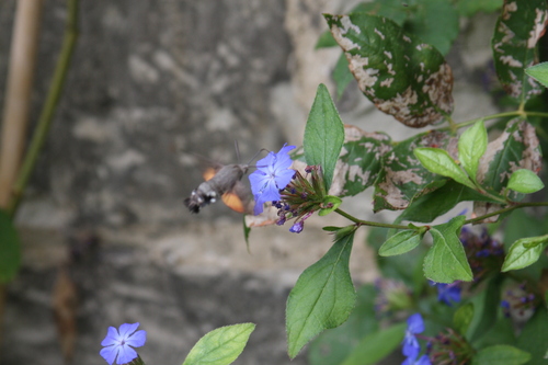Blue leadwood (Ceratostigma plumbaginoides)