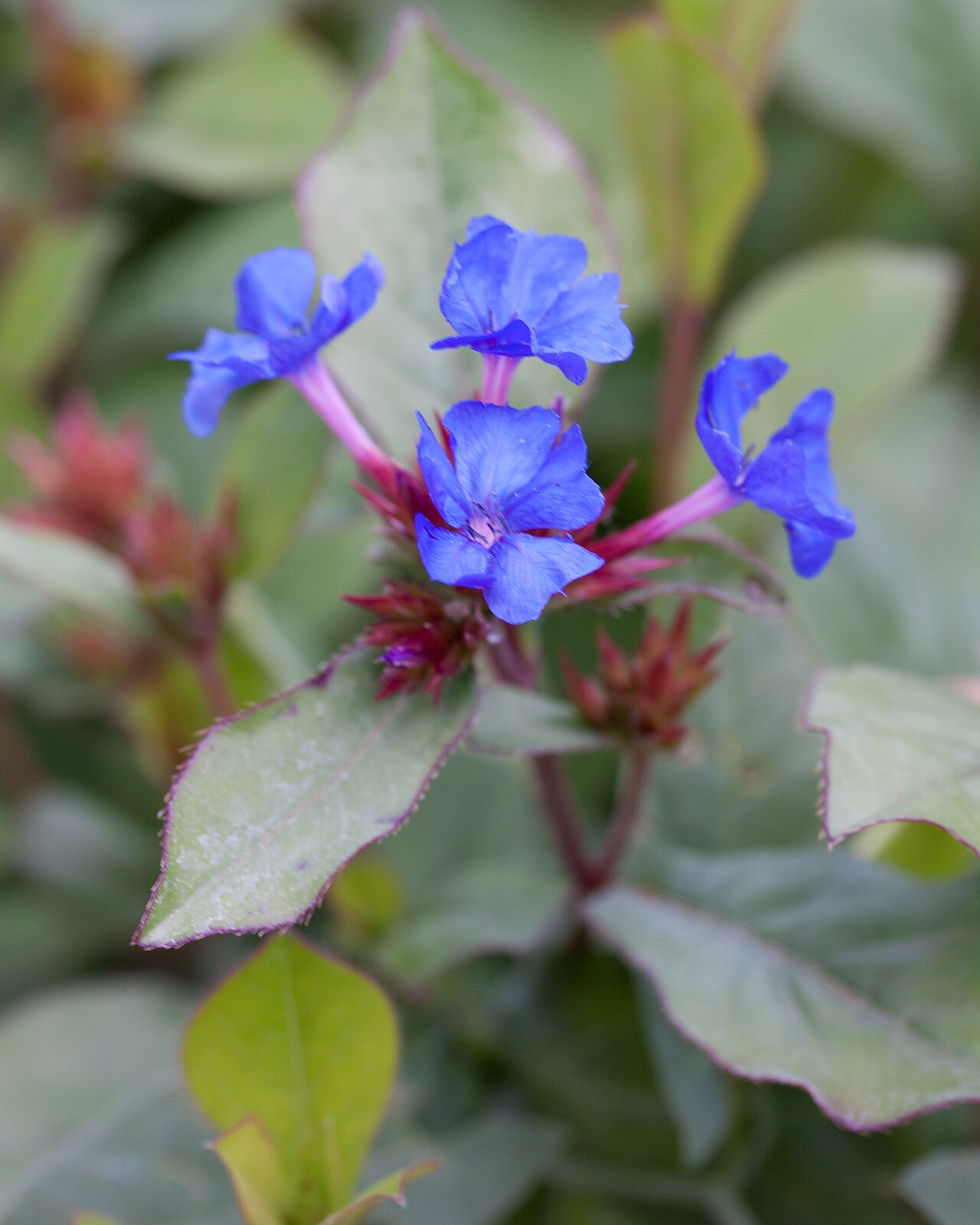 Blue leadwood: Fleurs de Ceratostigma plumbaginoides - Jardin des Plantes - Paris