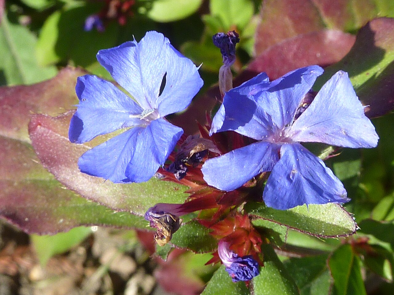 Blue leadwood (Ceratostigma plumbaginoides)