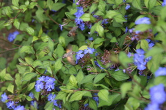 Blue leadwood (Ceratostigma plumbaginoides)