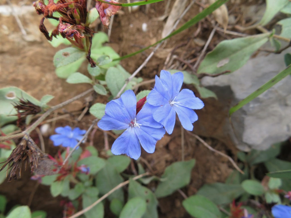 Blue leadwood (Ceratostigma plumbaginoides)