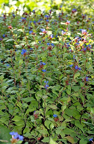 Blue leadwood: This image shows a few Blue Leadwood plants ( Ceratostigma plumbaginoides ).