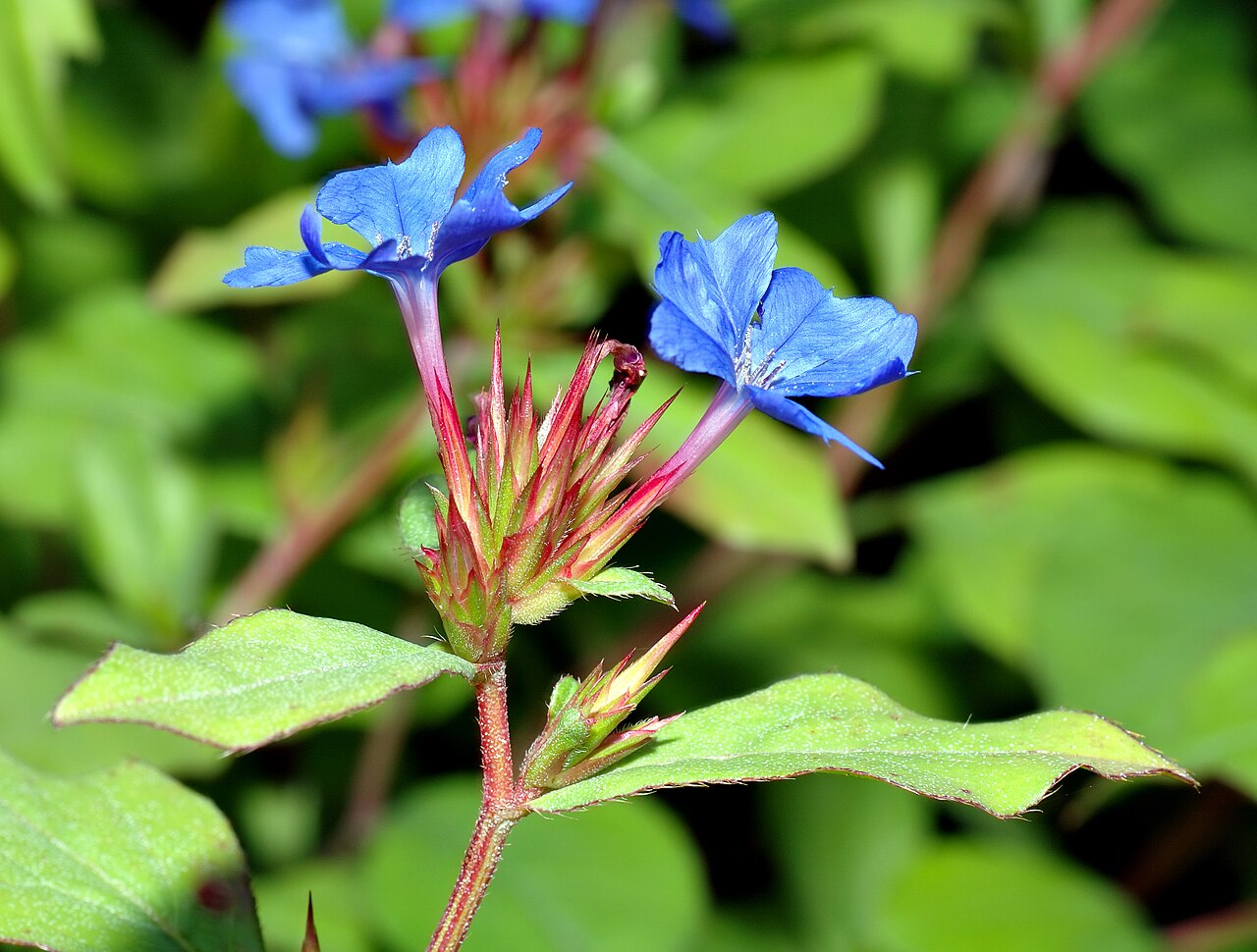 Blue leadwood: This image shows the blossom of a Blue Leadwood ( Ceratostigma plumbaginoides ).
