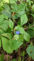 Blue leadwood (Ceratostigma plumbaginoides)