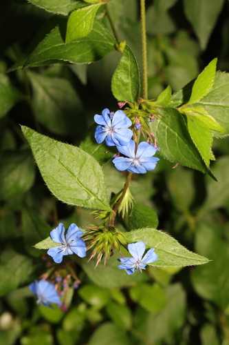 Blue leadwood (Ceratostigma plumbaginoides)